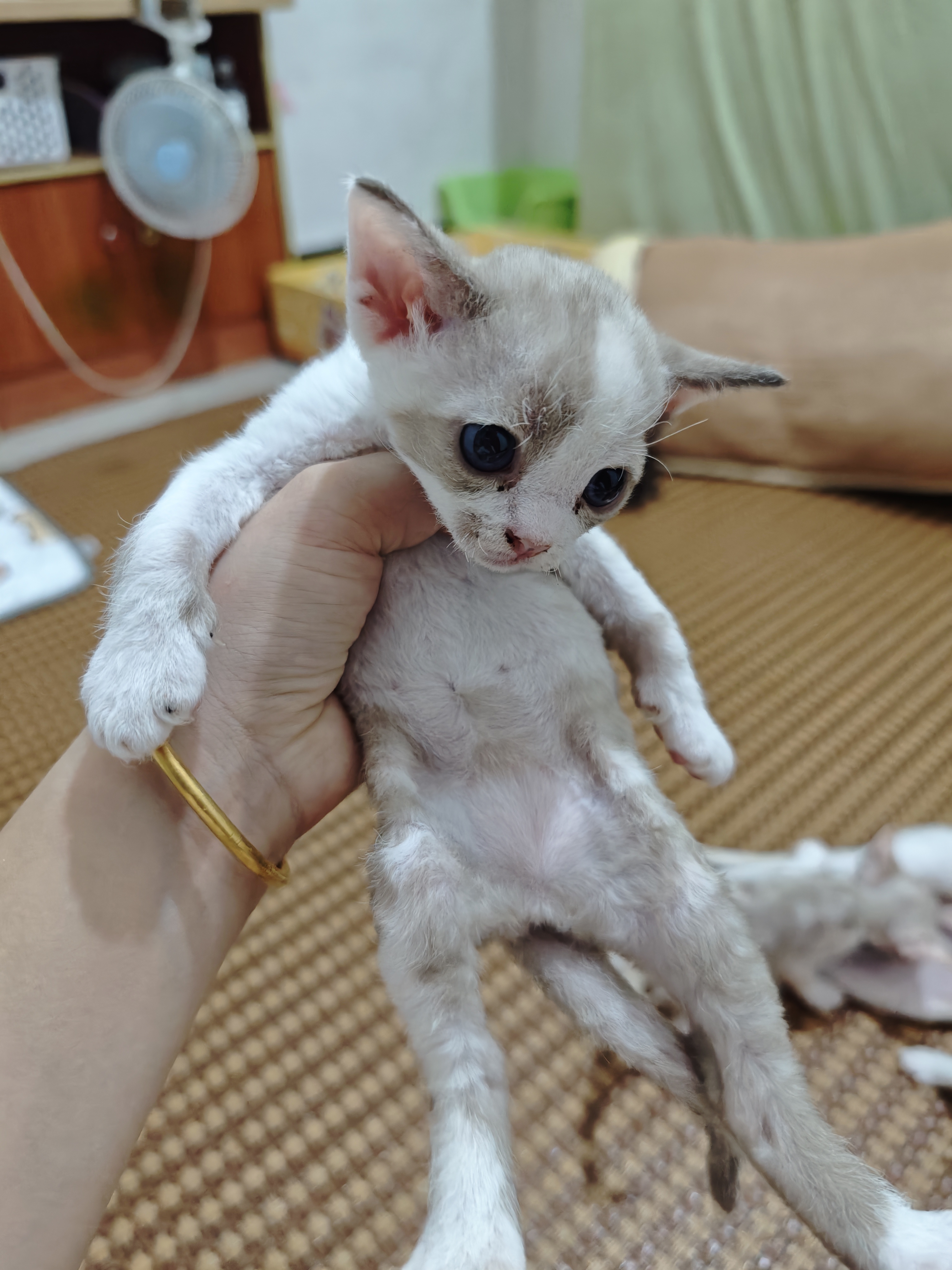5只德文卷毛猫崽崽找新家